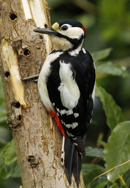 LSN 26Apr16 Greater Spotted Woodpecker 02