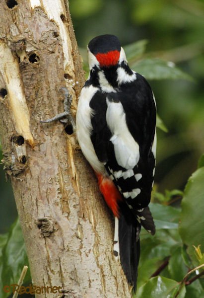 LSN 26Apr16 Greater Spotted Woodpecker 06