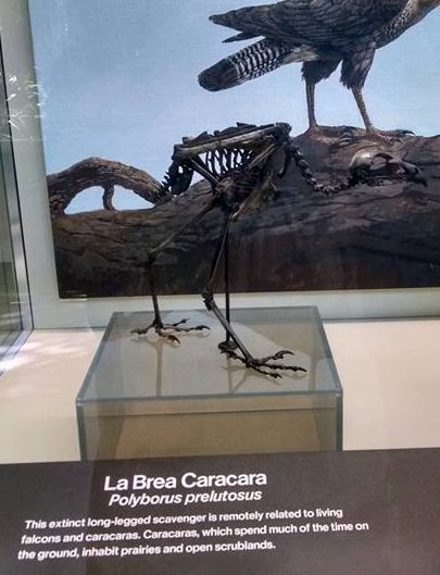 La Brea caracara