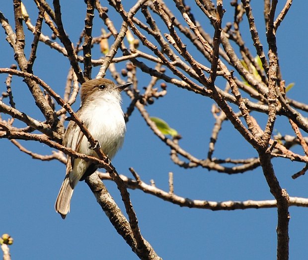 La Sagra's Flycatcher 2014 Feb 17