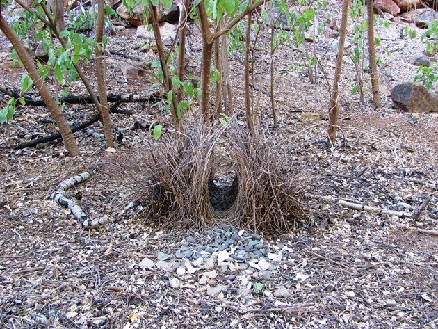 Lake Argyle bower