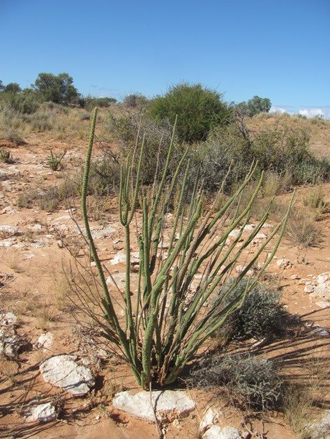 Lake Miranda plant