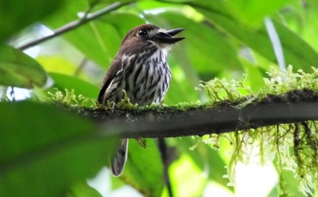 Lanceolated Monklet