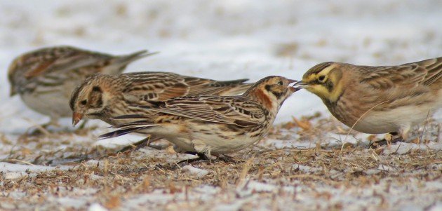 Lapland Longspur confronting Horned Lark