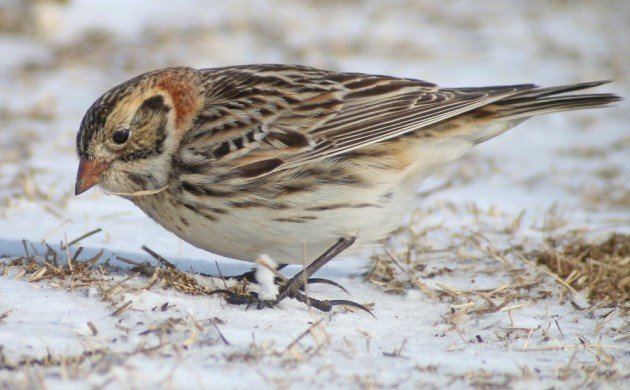 Lapland Longspur showing off the spurs