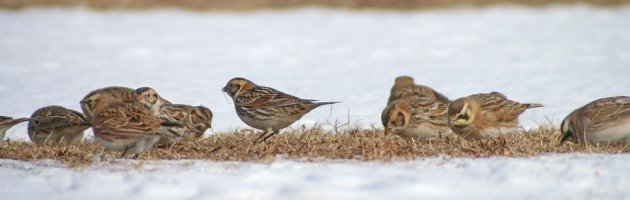Lapland Longspurs and Horned Larks
