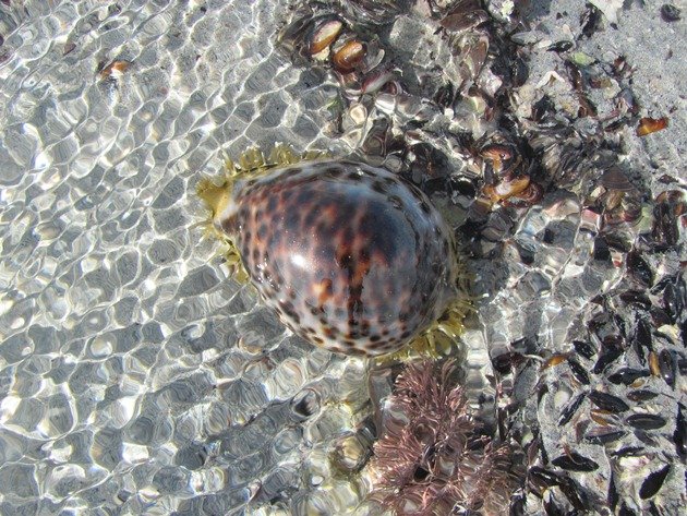 Large Cowrie