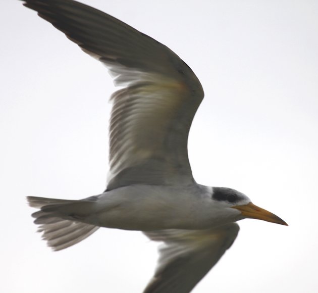 Large-billed Tern Phaetusa simplex