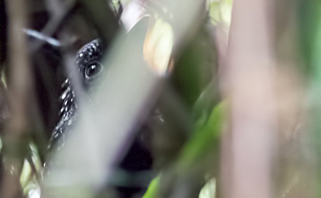 Large-tailed Antshrike