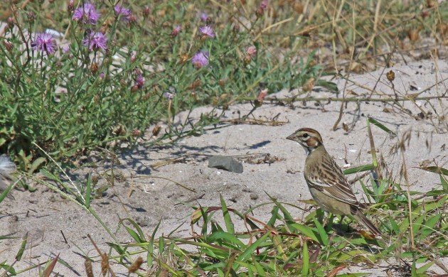 Lark Sparrow