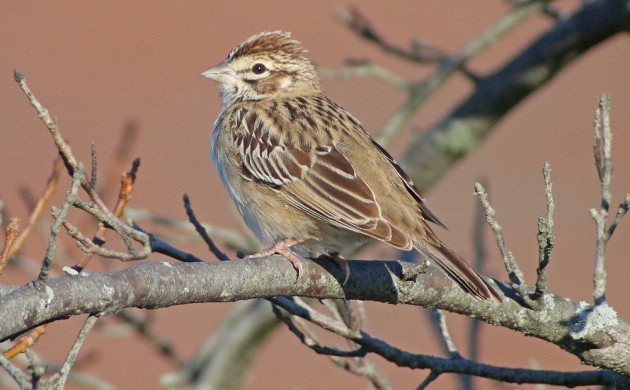 Lark Sparrow