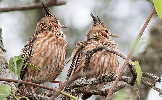 Lark-like Bushrunner