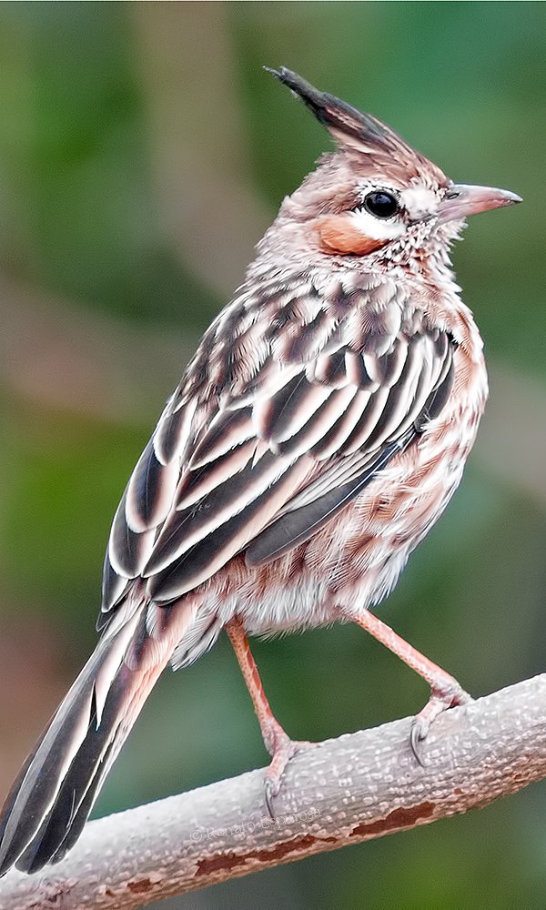 Lark-like Bushrunner