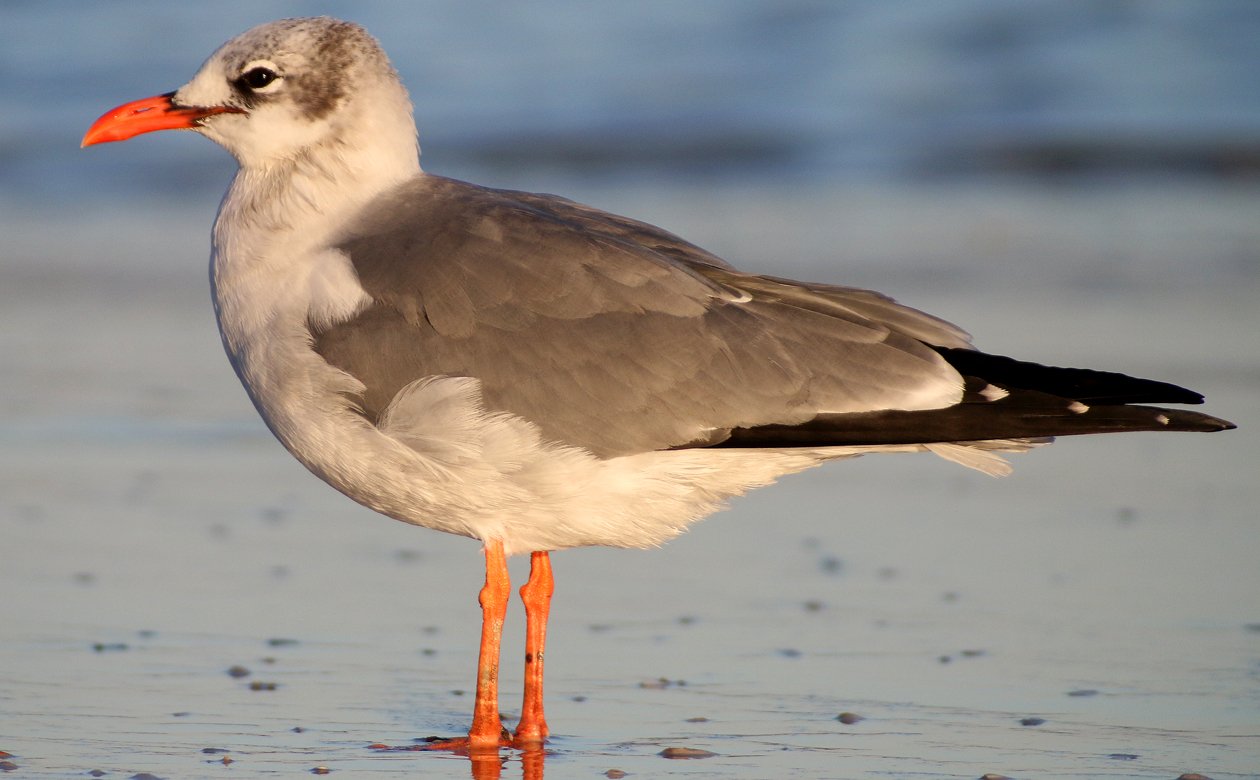 Laughing Gull with orange legs and bill