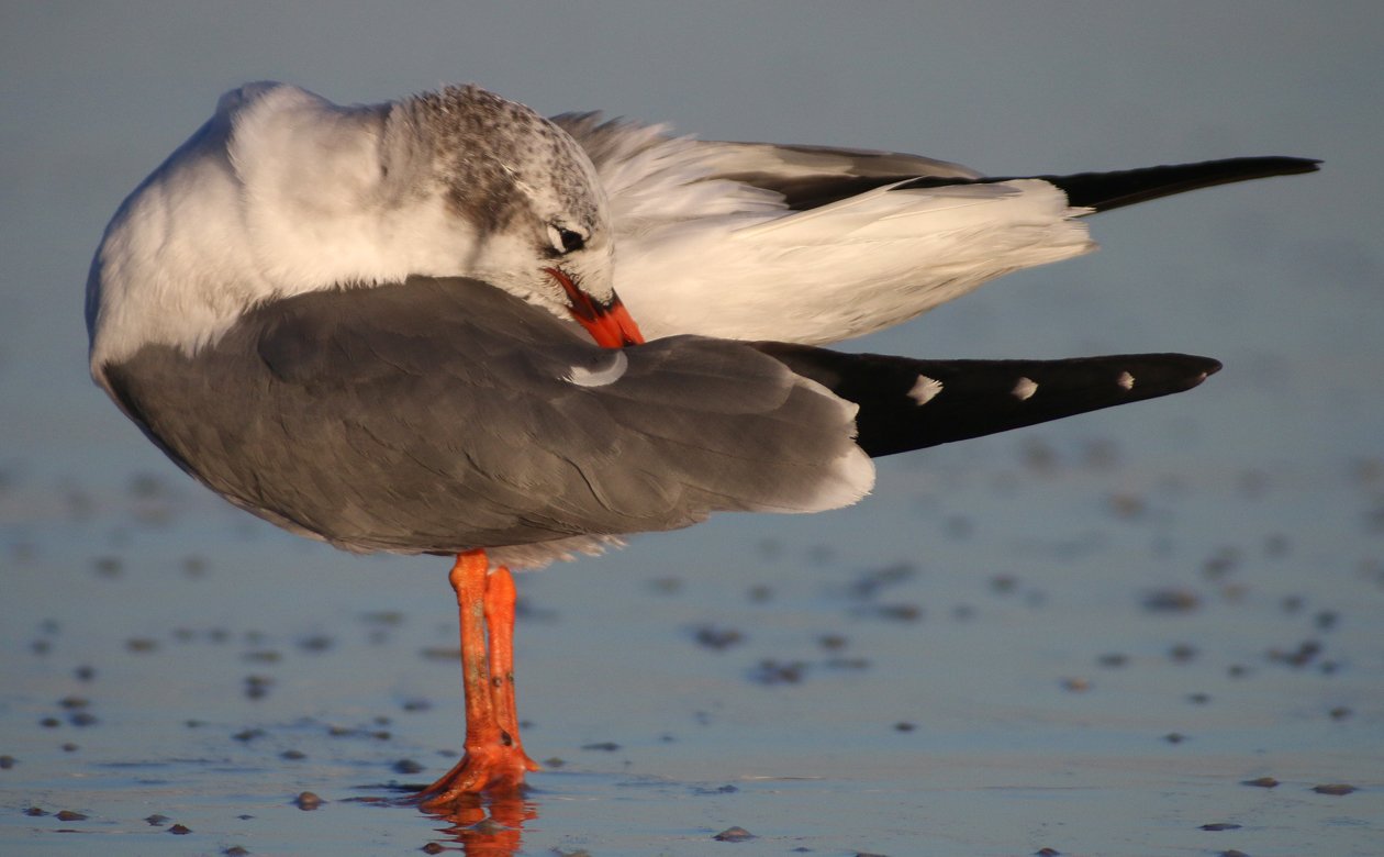 Laughing Gull with orange legs and bill