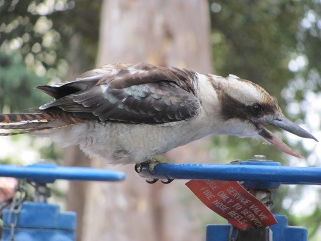 Laughing Kookaburra (2)