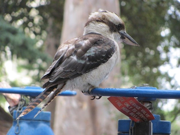 Laughing Kookaburra (3)