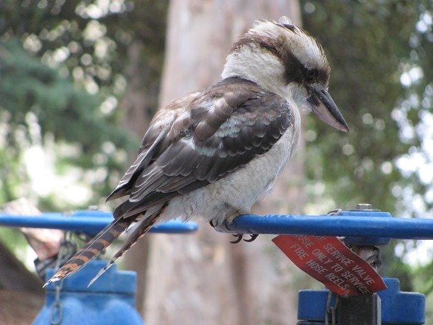 Laughing Kookaburra (4)