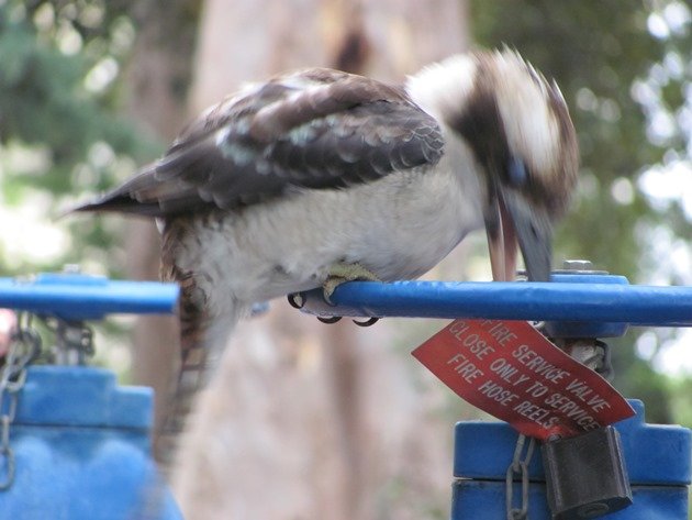 Laughing Kookaburra (5)