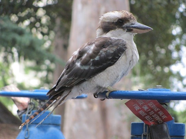 Laughing Kookaburra (6)