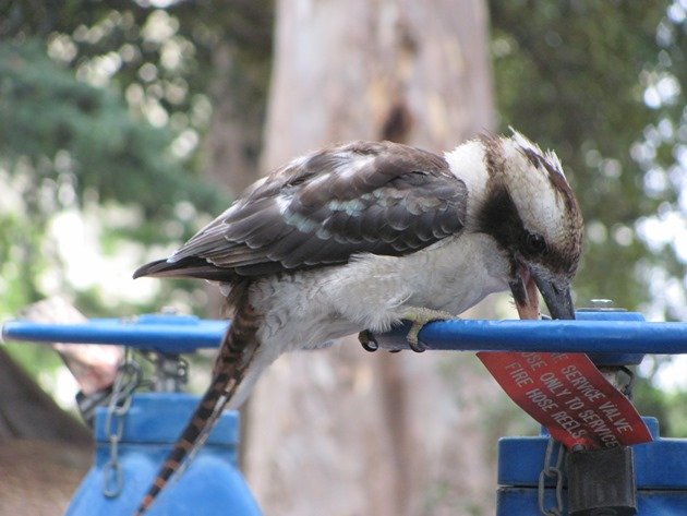 Laughing Kookaburra (7)