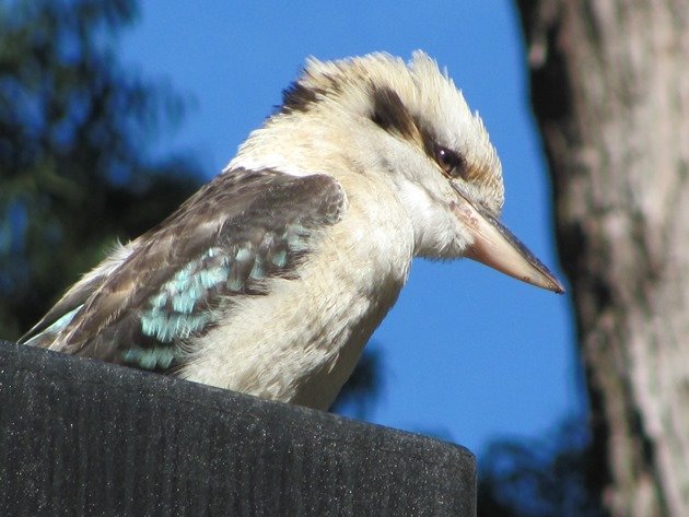 Laughing Kookaburra