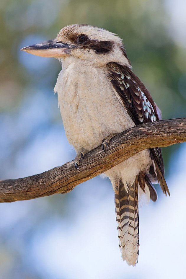 Laughing_kookaburra_dec08_02