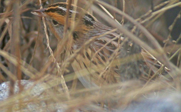 Le Conte's Sparrow