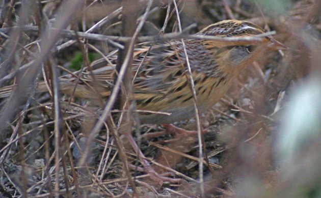 Le Conte's Sparrow in Brooklyn