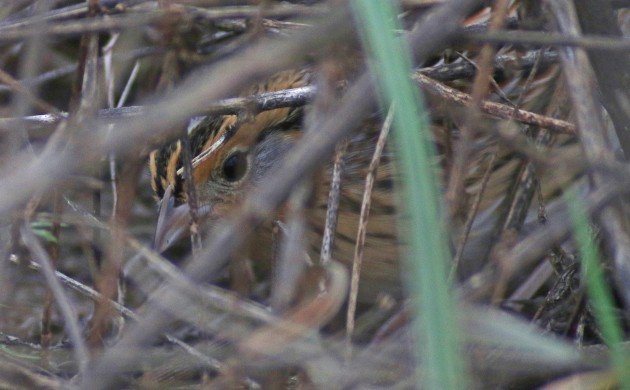 Le Conte's Sparrow