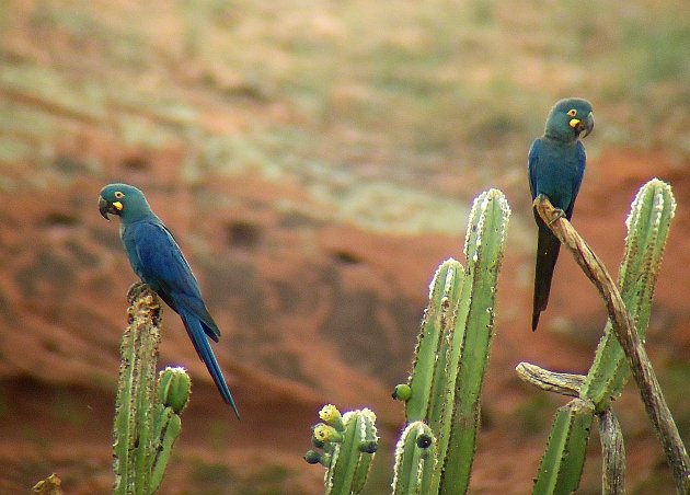 Lear's Macaw