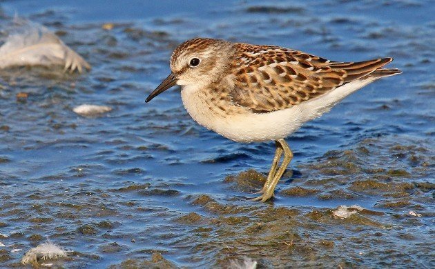 Least Sandpiper juvenile