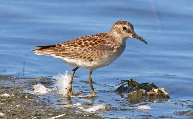 Least Sandpiper juvenile at Jamaica Bay