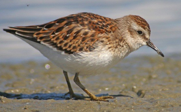 juvenile Least Sandpiper