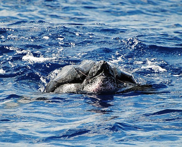 Leatherback Seaturtle