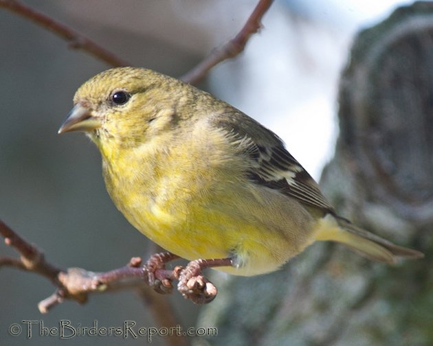 Lesser Goldfinch Female