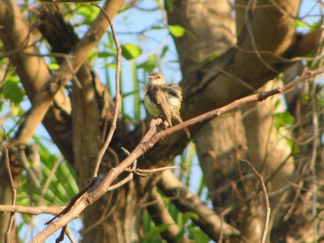 Lemon-bellied Flycatcher