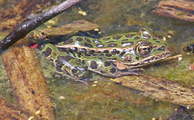 Leopard Frog