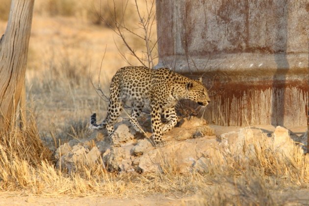 Leopard Kgalagadi Transfrontier NP SA AR-003