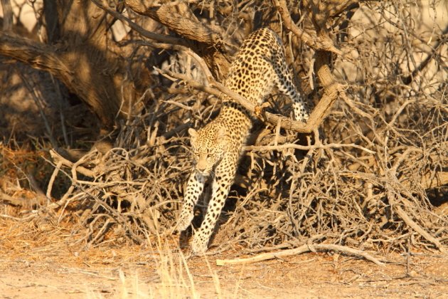 Leopard Kgalagadi Transfrontier NP SA AR-016
