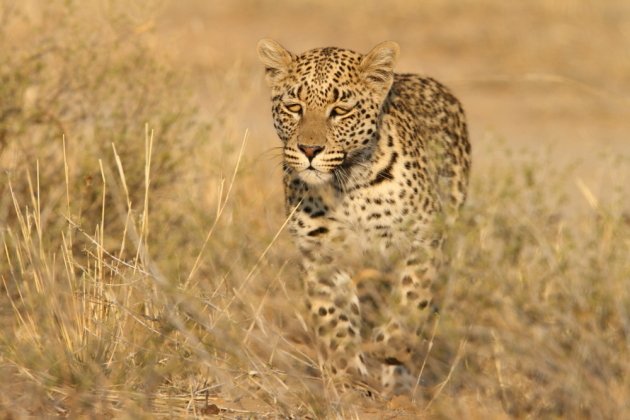 Leopard Kgalagadi Transfrontier NP SA AR-047
