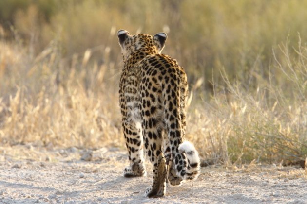 Leopard Kgalagadi Transfrontier NP SA AR-050
