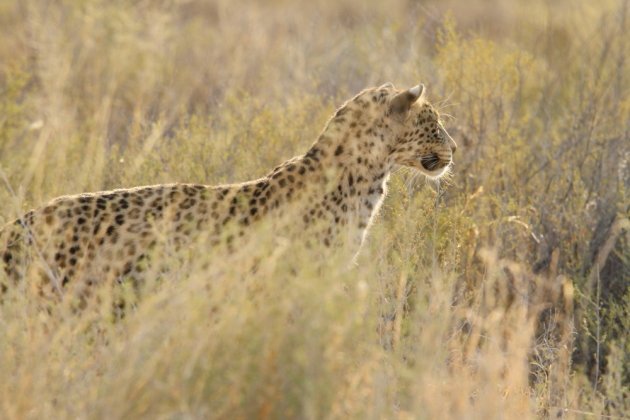 Leopard Kgalagadi Transfrontier NP SA AR-058
