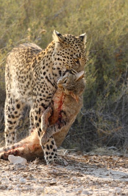 Leopard Kgalagadi Transfrontier NP SA AR-061