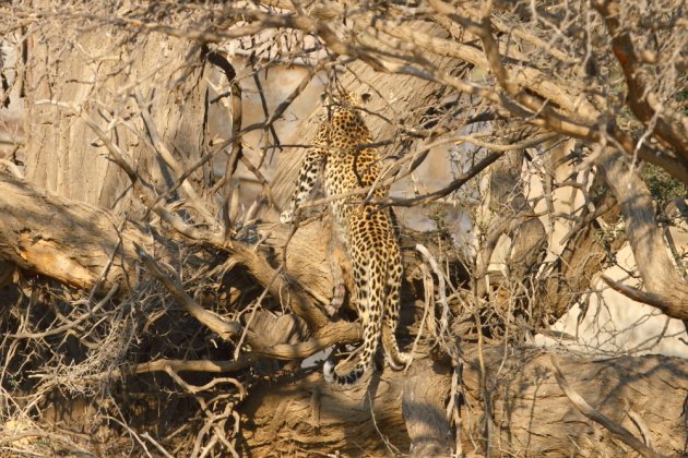 Leopard Kgalagadi Transfrontier NP SA AR-171