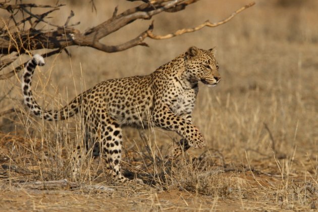 Leopard Kgalagadi Transfrontier NP SA AR-237