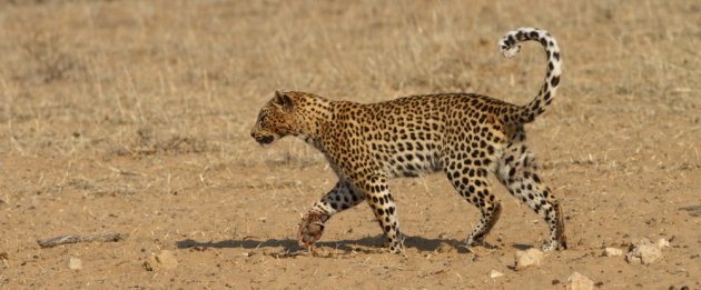 Leopard Kgalagadi Transfrontier NP SA AR-273