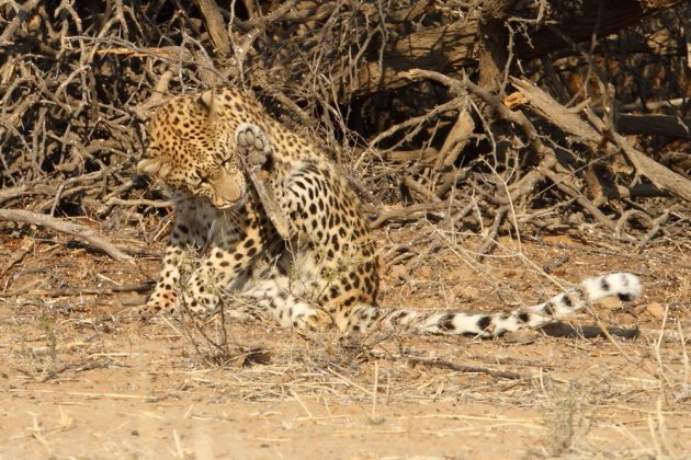Leopard Kgalagadi Transfrontier NP SA AR-290