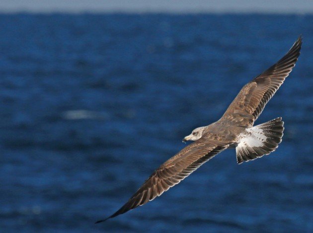 Lesser Black-backed Gull 2nd cycle