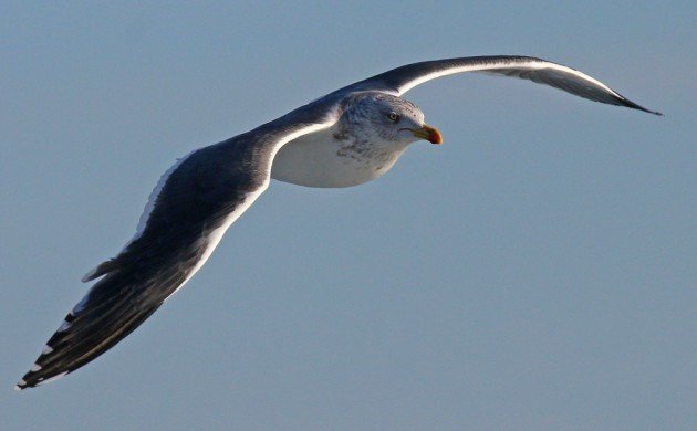 Lesser Black-backed Gull adult